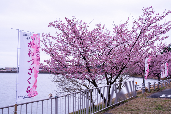 河津桜が満開でした！ – SORAKURE