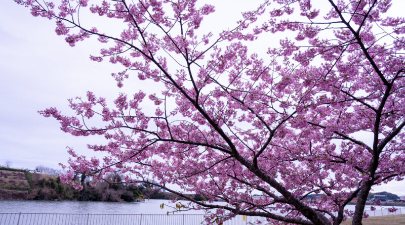 河津桜が満開でした！ – SORAKURE